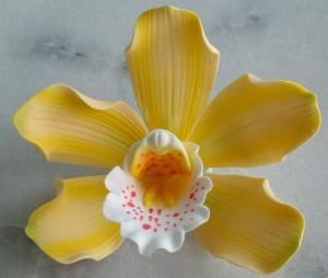 Cymbidium Orchidea 2db/doboz Sárga