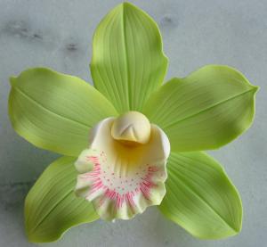 Cymbidium Orchidea 9db/doboz Zöld