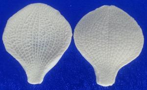 Szilikon Erez� Szirom