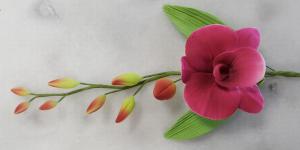 Orchidea sz�l 5. F�jt 15db