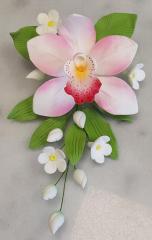 Cs�nakorchidea Csokor 3. Pink